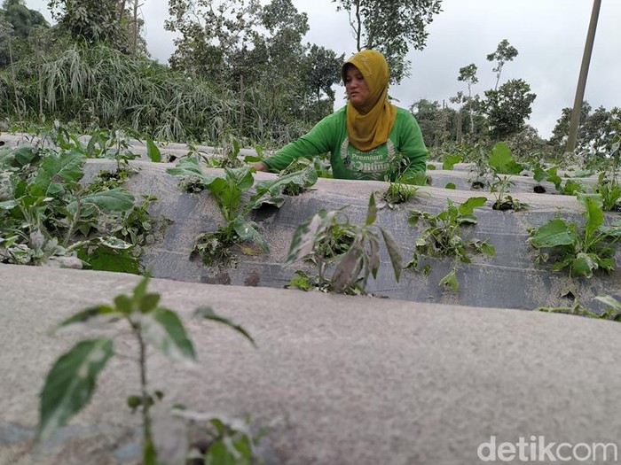 Dampak hujan abu Gunung Merapi di Kabupaten Magelang, Kamis (10/3/2022).