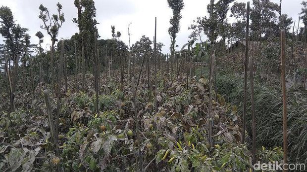 Dampak hujan abu Gunung Merapi di Kabupaten Magelang, Kamis (10/3/2022).
