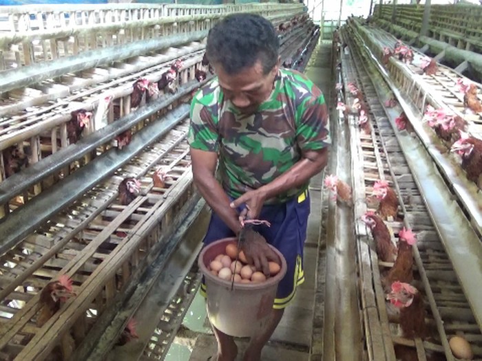 harga telur naik