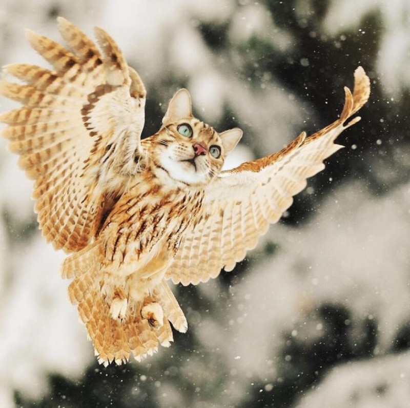 hewan hybrid editan photoshop