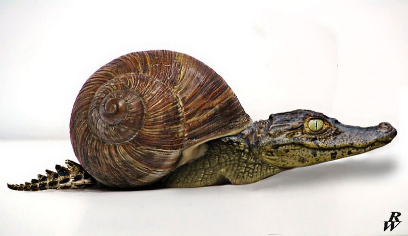 hewan hybrid editan photoshop