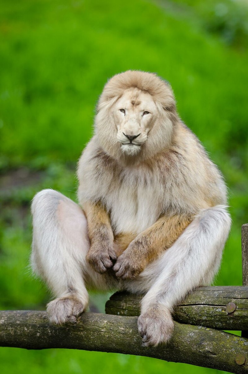 hewan hybrid editan photoshop