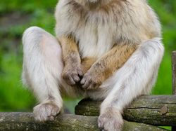 Hewan Hybrid Hasil Editan Photoshop, Seram atau Menggemaskan?