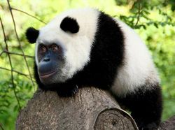 Hewan Hybrid Hasil Editan Photoshop, Seram atau Menggemaskan?