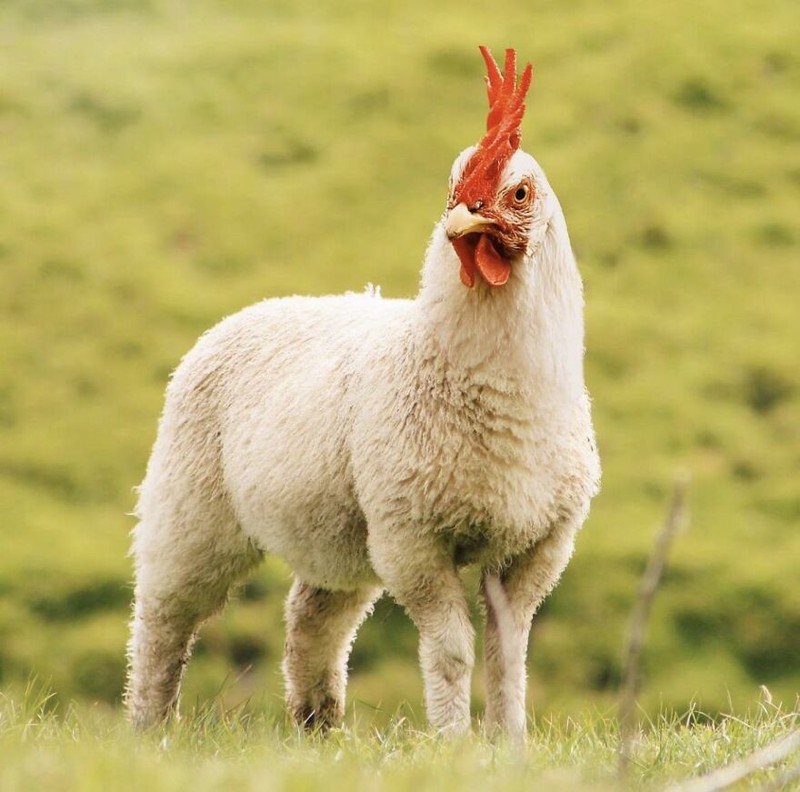 hewan hybrid editan photoshop