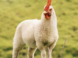 Hewan Hybrid Hasil Editan Photoshop, Seram atau Menggemaskan?