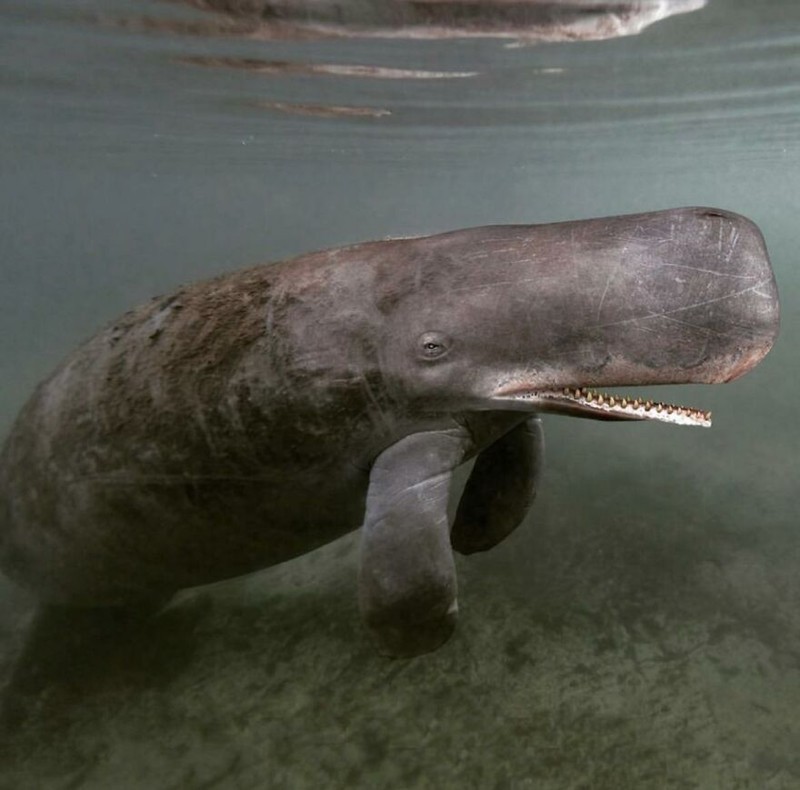 hewan hybrid editan photoshop