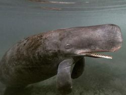 Hewan Hybrid Hasil Editan Photoshop, Seram atau Menggemaskan?