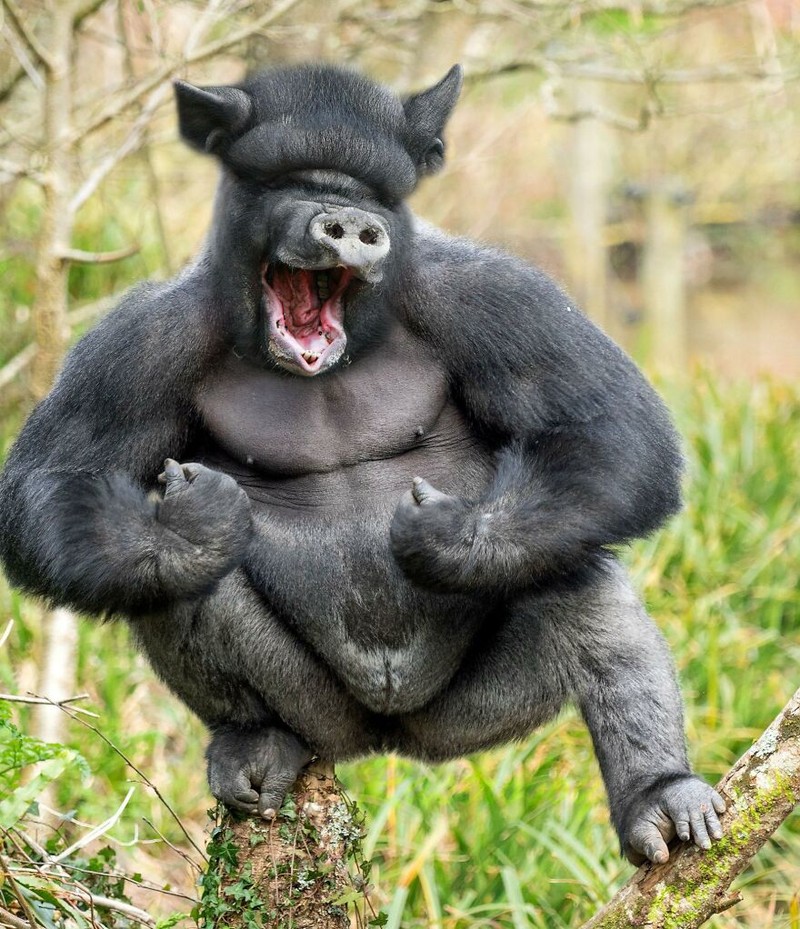 hewan hybrid editan photoshop