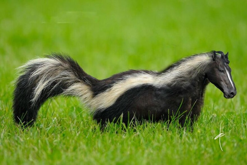 hewan hybrid editan photoshop