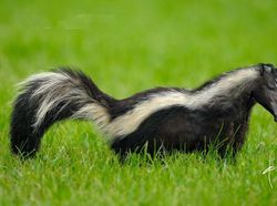 Hewan Hybrid Hasil Editan Photoshop, Seram atau Menggemaskan?