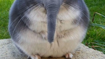 Perpaduan Guinea Pig dan gajah. Foto: Reddit via Boredpanda