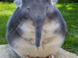 Hewan Hybrid Hasil Editan Photoshop, Seram atau Menggemaskan?