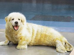 Hewan Hybrid Hasil Editan Photoshop, Seram atau Menggemaskan?