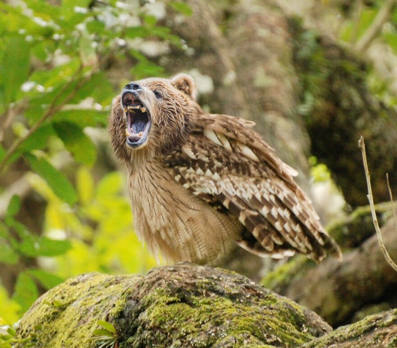 hewan hybrid editan photoshop