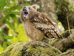 Hewan Hybrid Hasil Editan Photoshop, Seram atau Menggemaskan?