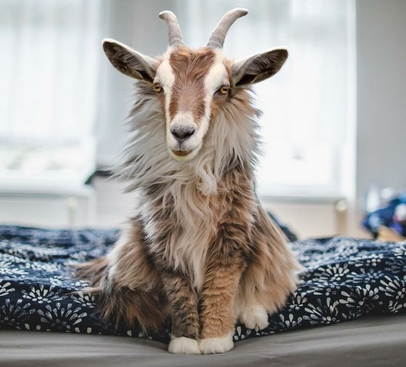 hewan hybrid editan photoshop