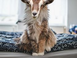 Hewan Hybrid Hasil Editan Photoshop, Seram atau Menggemaskan?