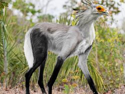 Hewan Hybrid Hasil Editan Photoshop, Seram atau Menggemaskan?