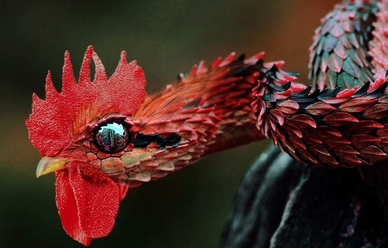 hewan hybrid editan photoshop