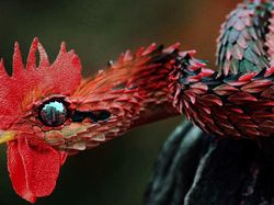 Hewan Hybrid Hasil Editan Photoshop, Seram atau Menggemaskan?