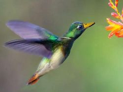 Hewan Hybrid Hasil Editan Photoshop, Seram atau Menggemaskan?