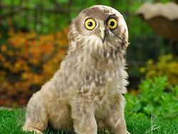 Hewan Hybrid Hasil Editan Photoshop, Seram atau Menggemaskan?