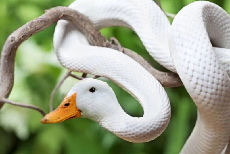 hewan hybrid editan photoshop