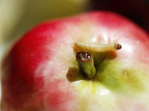 Hukum Makan Buah dan Sayur yang Ada Ulat di Dalamnya