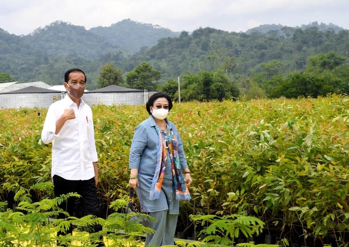 Jokowi dan Megawati Tinjau Persemaian Modern Rumpin