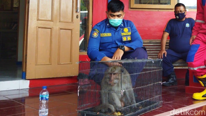 Monyet ditangkap tim pemadam kebakaran Pemkab Klaten.