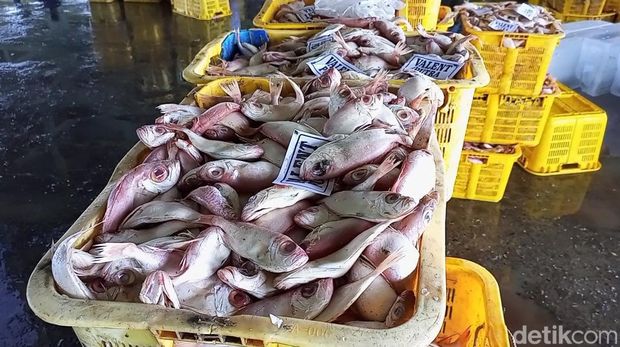 Tangkapan ikan di TPI Tasikagung Rembang. (foto:Febrian Chandra/detikJateng).