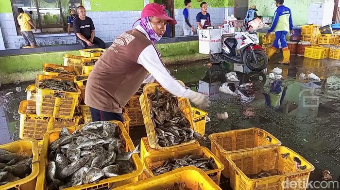Tangkapan ikan di TPI Tasikagung Rembang. (foto: Febrian Chandra/detikJateng).