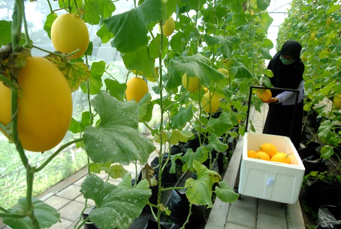 Pekerja memanen buah melon golden di Green House, Agribusiness and Technology Park (ATP) IPB University, Dramaga, Kabupaten Bogor, Jawa Barat, Rabu (9/3/2022). Melon yang dibudidayakan di ATP IPB University merupakan varietas Golden Alisha dengan teknologi hidroponik substrat dan irigasi tetes otomatis yang dapat dipanen 65 hari sejak pindah bibit serta berat buahnya mencapai 2,5 kilogram dan dijual dengan harga Rp30 ribu per kilogram. ANTARA FOTO/Arif Firmansyah/aww.