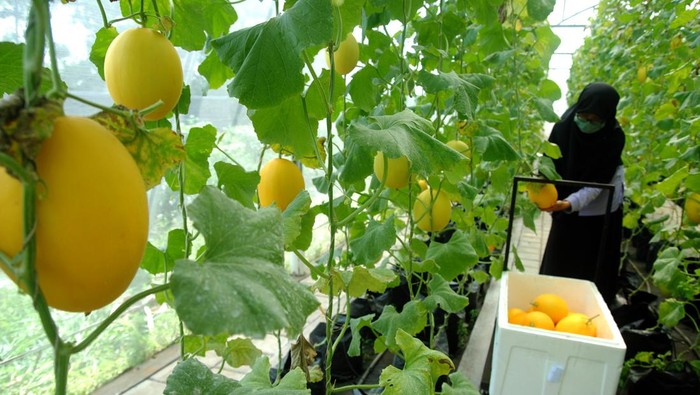 Pekerja memanen buah melon golden di Green House, Agribusiness and Technology Park (ATP) IPB University, Dramaga, Kabupaten Bogor, Jawa Barat, Rabu (9/3/2022). Melon yang dibudidayakan di ATP IPB University merupakan varietas Golden Alisha dengan teknologi hidroponik substrat dan irigasi tetes otomatis yang dapat dipanen 65 hari sejak pindah bibit serta berat buahnya mencapai 2,5 kilogram dan dijual dengan harga Rp30 ribu per kilogram. ANTARA FOTO/Arif Firmansyah/aww.