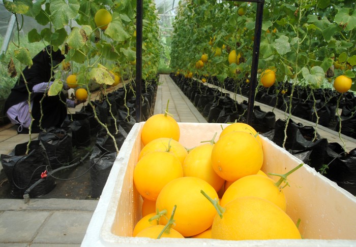 Pekerja memanen buah melon golden di Green House, Agribusiness and Technology Park (ATP) IPB University, Dramaga, Kabupaten Bogor, Jawa Barat, Rabu (9/3/2022). Melon yang dibudidayakan di ATP IPB University merupakan varietas Golden Alisha dengan teknologi hidroponik substrat dan irigasi tetes otomatis yang dapat dipanen 65 hari sejak pindah bibit serta berat buahnya mencapai 2,5 kilogram dan dijual dengan harga Rp30 ribu per kilogram. ANTARA FOTO/Arif Firmansyah/aww.