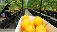 Dengan teknologi ini, tanaman dapat dipanen 65 hari sejak pindah bibit serta berat buahnya mencapai 2,5 kilogram. Di pasaran, harga melon emas ini mencapai Rp 30 ribu per kilogram.
