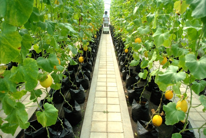 PANEN MELON GOLDEN DI IPB UNIVERSITY Pekerja memanen buah melon golden di Green House, Agribusiness and Technology Park (ATP) IPB University, Dramaga, Kabupaten Bogor, Jawa Barat, Rabu (9/3/2022). Melon yang dibudidayakan di ATP IPB University merupakan varietas Golden Alisha dengan teknologi hidroponik substrat dan irigasi tetes otomatis yang dapat dipanen 65 hari sejak pindah bibit serta berat buahnya mencapai 2,5 kilogram dan dijual dengan harga Rp30 ribu per kilogram. ANTARA FOTO/Arif Firmansyah/aww.