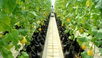 Pekerja memanen buah melon golden di Green House, Agribusiness and Technology Park (ATP), Institut Pertanian Bogor (IPB) University, Kabupaten Bogor, Jawa Barat, Rabu (9/3/2022).