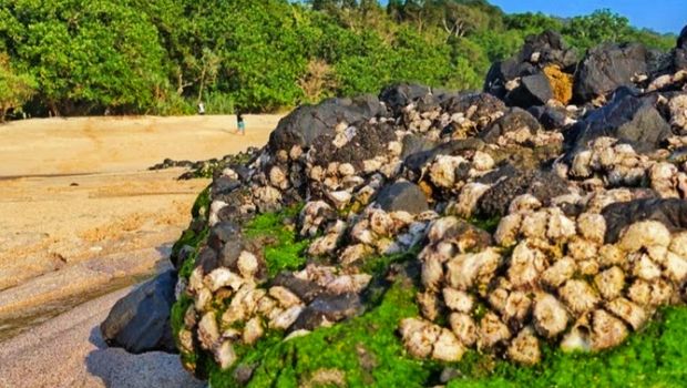 Pantai Parangireng Banyuwangi