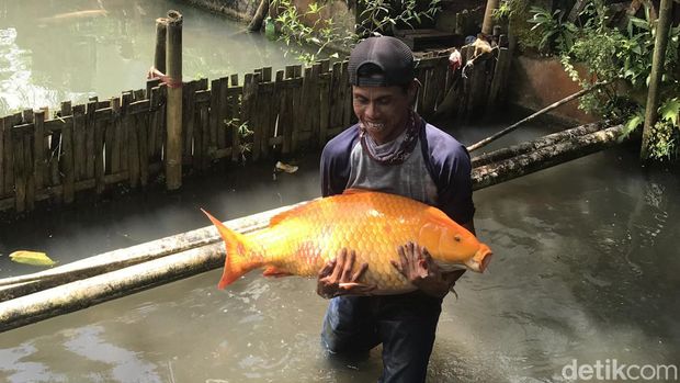 Penampakan ikan emas raksasa di Sukabumi