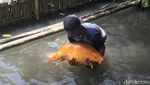 Aneh tapi Nyata, Deretan Penampakan Raksasa di Jawa Barat