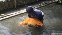 Warga Desa Cikujang, Kecamatan Gunungguruh digegerkan dengan temuan ikan mas raksasa. Ikan tersebut ditemukan Cecep alias Japrot (40) seorang warga Kampung Babakan Ciburial, Kecamatan Gunungguruh, Kabupaten Sukabumi saat memancing di Situ Kubang. (Foto: Siti Fatimah/detikcom)