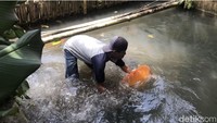 Ikan mas raksasa tersebut memiliki warna kuning keemasan. Japrot bilang, usia ikan tersebut diperkirakan sekitar 4-5 tahun dan bisa hidup sampai 10 tahun. (Foto: Siti Fatimah/detikcom)