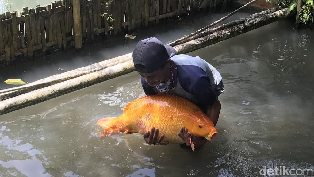 Fakta Unik: Cerita 25 Menit Penangkapan Ikan Raksasa di Sukabumi
