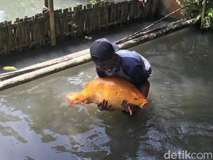 Viral! Ini Penampakan Ikan Emas Raksasa di Situ Kubang Sukabumi