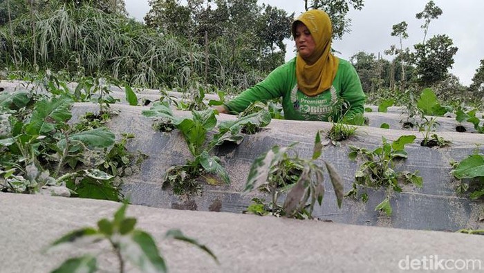 Petani Lereng Merapi Terancam Gagal Panen Akibat Hujan Abu Selain jalanan, abu vulkanik juga menyelimuti lahan pertanian di lereng Gunung Merapi. Petani di Desa Paten, Kabupaten Magelang, pun terancam gagal panen.