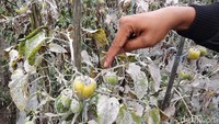 Tanaman hingga buah tomat tampak memutih akibat abu vulkanik Merapi.
