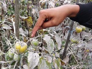 Ratusan Hektare Lahan Sayuran Magelang Terdampak Hujan Abu Merapi