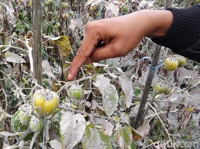 Selain jalanan, abu vulkanik juga menyelimuti lahan pertanian di lereng Gunung Merapi. Petani di Desa Paten, Kabupaten Magelang, pun terancam gagal panen.